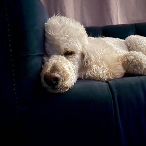 Meet your Posher, Denise